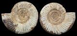 Cut & Polished Ammonite (Perisphinctes) Fossil #53862-1